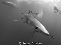 Blue shark by Pieter Firlefyn 